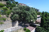 Balade en famille autour de Balade au cœur du village médiéval dans le 06 - Alpes Maritimes